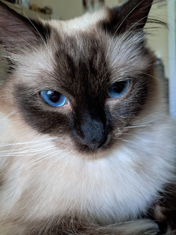 Beautiful pure ragdoll Kittens