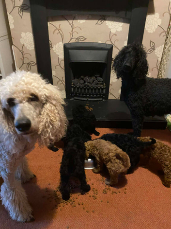 Excellent standard poodles for sale