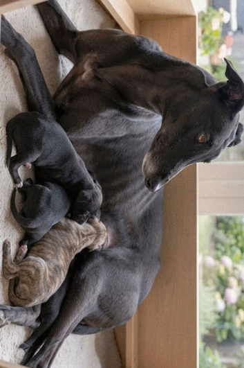 * First Cross Lurcher Pups for Sale