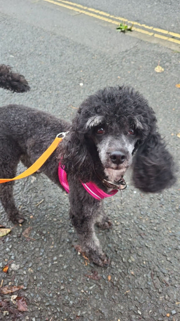 5 year old toy poodle female