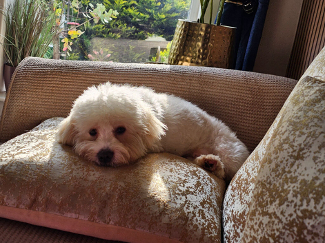 10 month old puppy for urgent sale