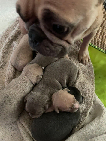 Bullhuahua Boys  French Bulldog Mam - Chihuahua Dad