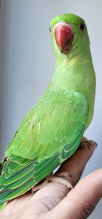 Semi Tame Rare male Baby Double split Opaline and Cleartail ringneck Parrot Baby