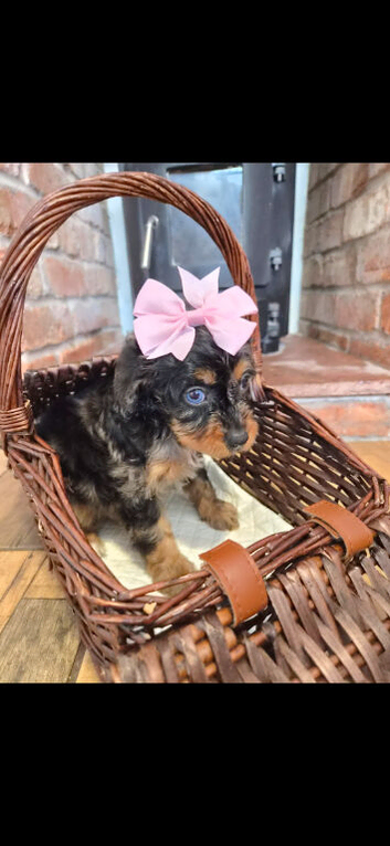 Health tested f1 cavapoo puppies