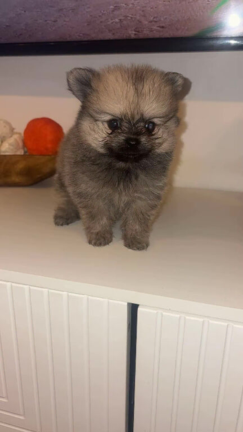 3 beautiful Pomeranian pups