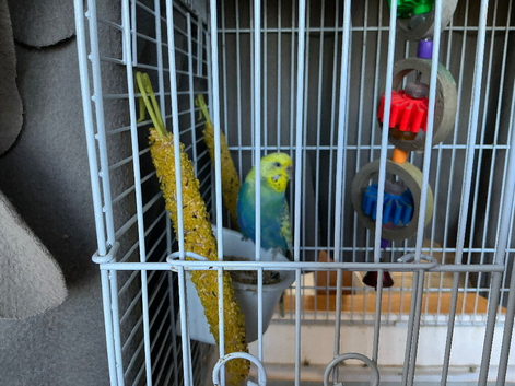 Budgie and set up for sale