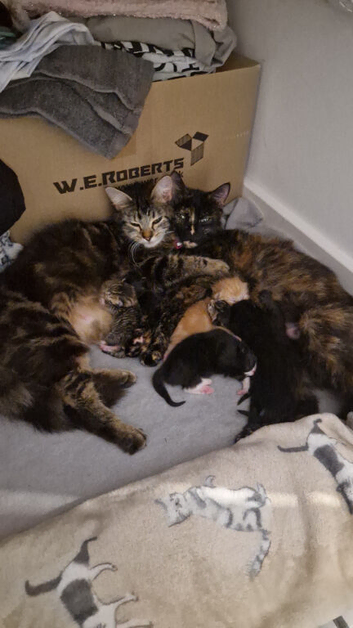 Maincoon cross kittens