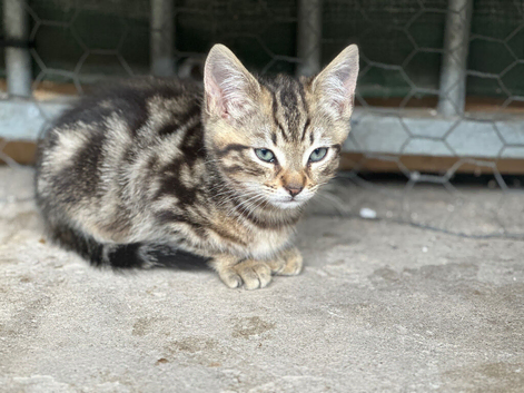 Mixed colours of beautiful cross breed kittens