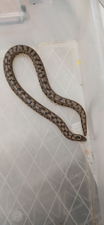 russian brown sand boas