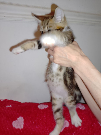 Rehome kittens