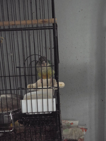 Pine apple conure