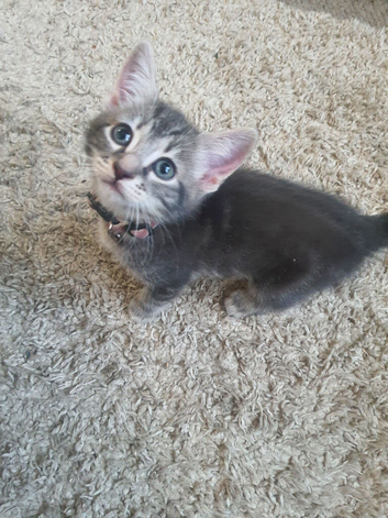 NOW REDUCED &pound;150 Grey Savannah tabby female kitten. West Wimbledon area.