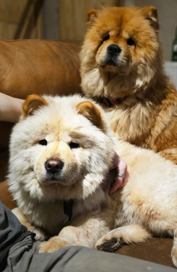Two female Chow's