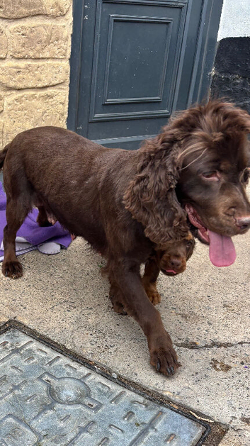 Cocker spaniel puppies
