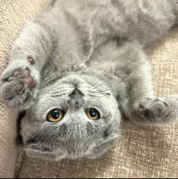 Beautiful Scottish fold kittens
