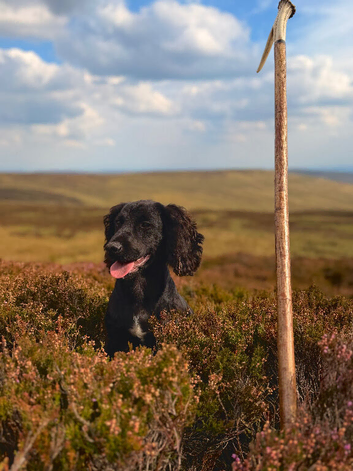 Trained cocker spaniel