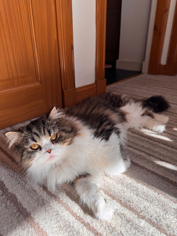 Scottish fold