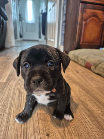 Frenchie x staffie puppies