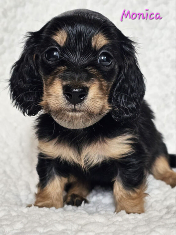 Stunning Miniature Long Haired Dachshund Girls