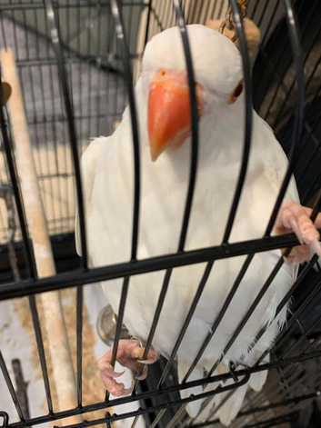 Albino baby ringneck
