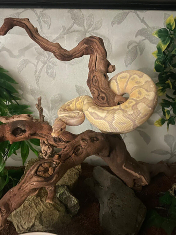 firebelly x banana albino royal python