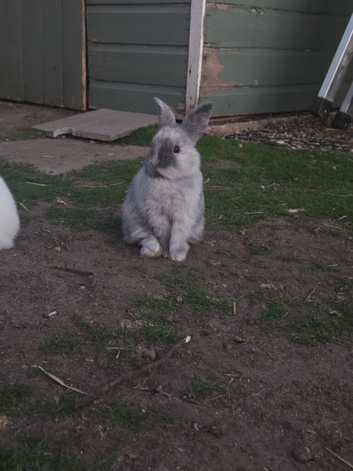 Stunning Mini Lop x Netherland Dwarf Kits (Including Blue-Eyed Whites!)