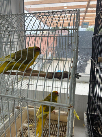Kakarikis for sale very playful and friendly