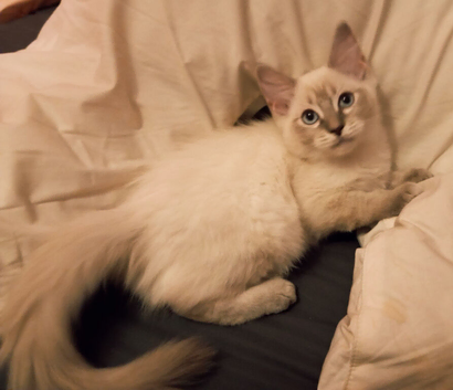 Ragdoll x  kittens