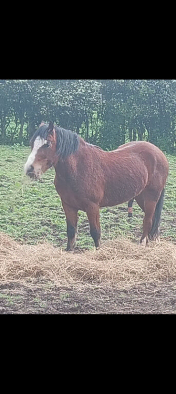 Looking for a loving home for jj