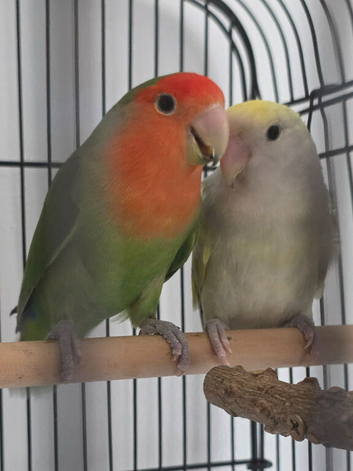 Pair of lovebirds