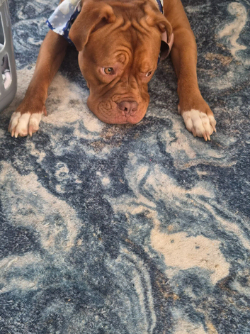 18 month old female