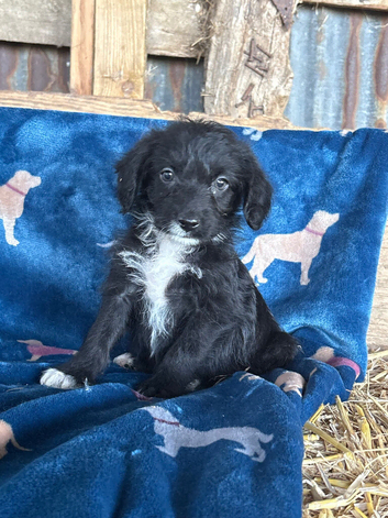 Bordoodle puppies