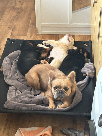 Fluffy French Bulldog Puppies Ready Now - &pound;2,000