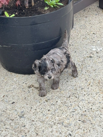 Beautiful Cavapoo Puppies Looking for Loving Homes