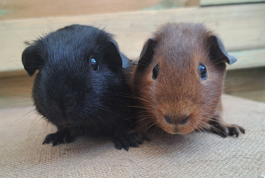 2 young boars