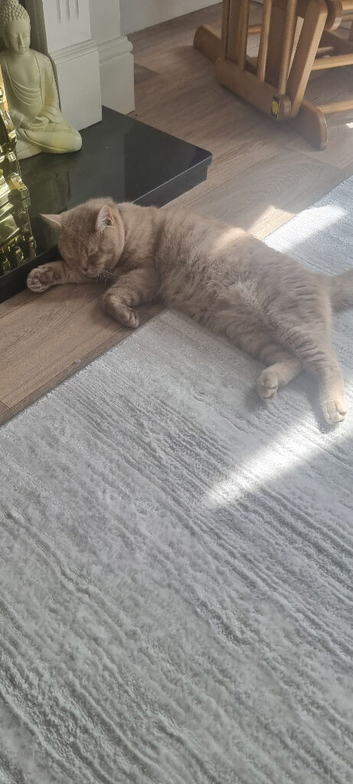 Male 1 year old