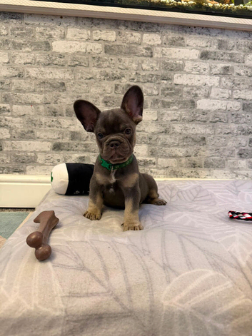 K.c French bulldog