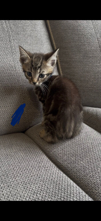 Beautiful Tabby X Kittens