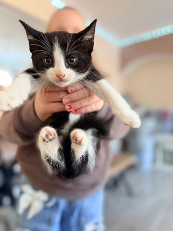4 beautiful kittens