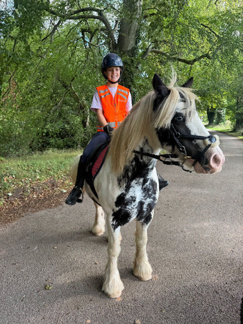 Mini Cob 13hh