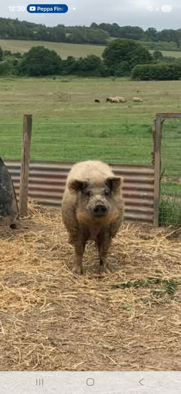 Beautiful Mangalitsa Cross Weaners &ndash; Ready End Of March