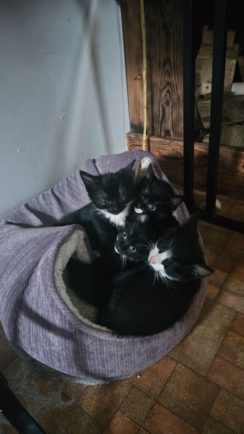 Tuxedo kittens