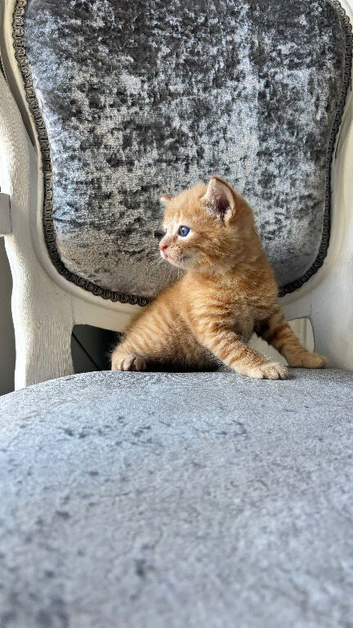 Boy & Girl Kittens Ready to Reserve