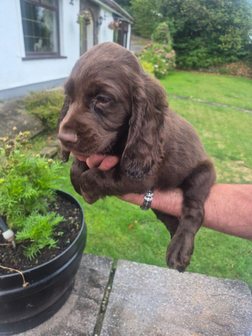 Pedigree KC registered chocolate cocker spaniel pup