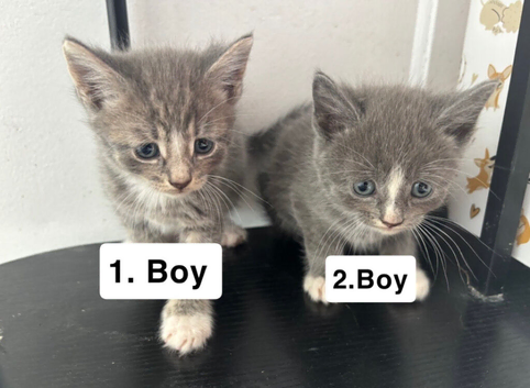 Cats for sale