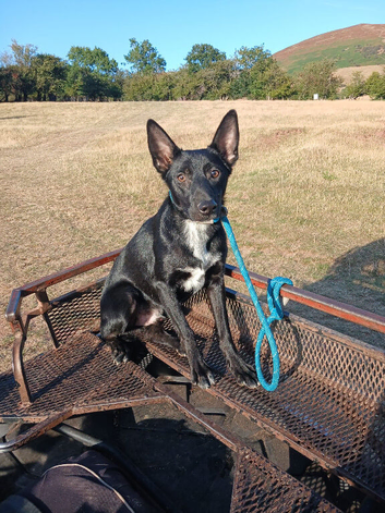 lovey boy looking for a new home
