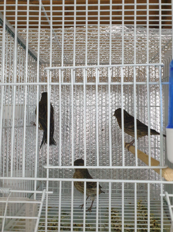 Canary for sale