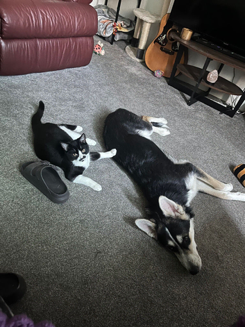 6 month old female Shepsky