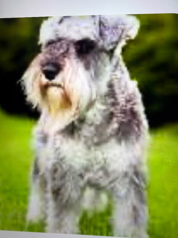 Miniature schnauzer