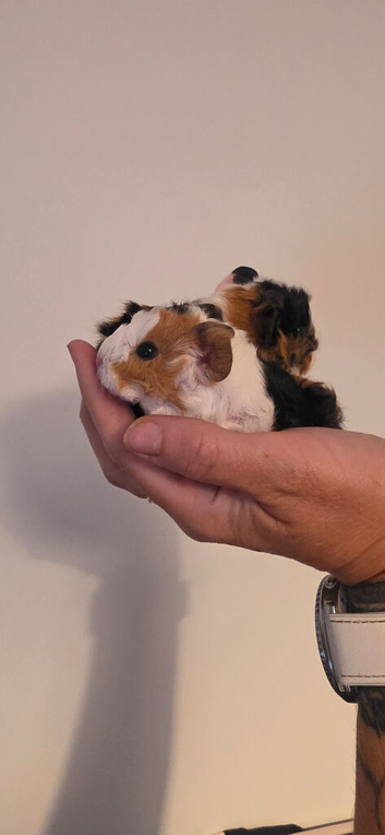 Baby Texel Guinea pigs.